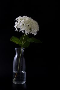 Preview wallpaper hydrangea, flowers, vase, black