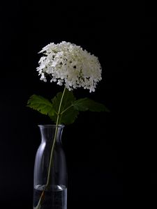 Preview wallpaper hydrangea, flowers, vase, black