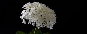 Preview wallpaper hydrangea, flowers, vase, black