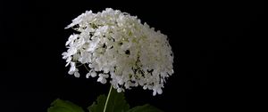 Preview wallpaper hydrangea, flowers, vase, black