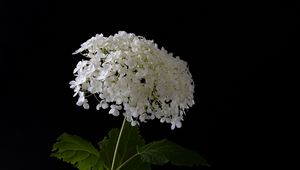Preview wallpaper hydrangea, flowers, vase, black
