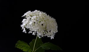 Preview wallpaper hydrangea, flowers, vase, black