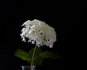 Preview wallpaper hydrangea, flowers, vase, black