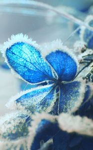 Preview wallpaper hydrangea, frost, snow