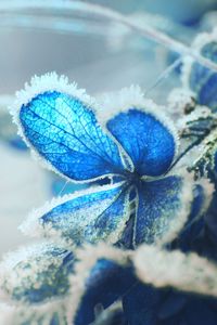 Preview wallpaper hydrangea, frost, snow