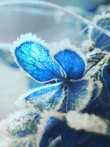 Preview wallpaper hydrangea, frost, snow