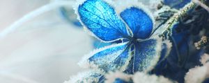 Preview wallpaper hydrangea, frost, snow