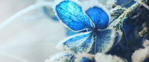 Preview wallpaper hydrangea, frost, snow