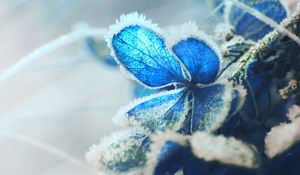 Preview wallpaper hydrangea, frost, snow