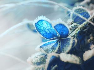 Preview wallpaper hydrangea, frost, snow