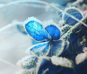 Preview wallpaper hydrangea, frost, snow