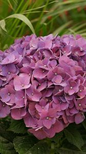 Preview wallpaper hydrangea, garden, leaves, close up