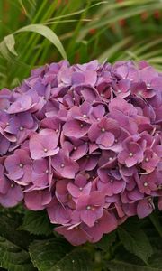 Preview wallpaper hydrangea, garden, leaves, close up