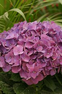 Preview wallpaper hydrangea, garden, leaves, close up