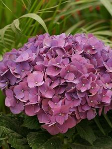 Preview wallpaper hydrangea, garden, leaves, close up