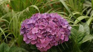 Preview wallpaper hydrangea, garden, leaves, close up