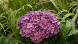 Preview wallpaper hydrangea, garden, leaves, close up