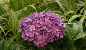 Preview wallpaper hydrangea, garden, leaves, close up