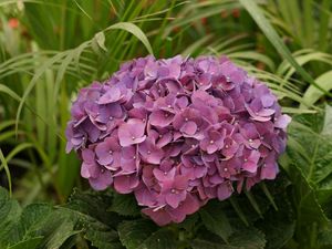 Preview wallpaper hydrangea, garden, leaves, close up