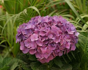 Preview wallpaper hydrangea, garden, leaves, close up