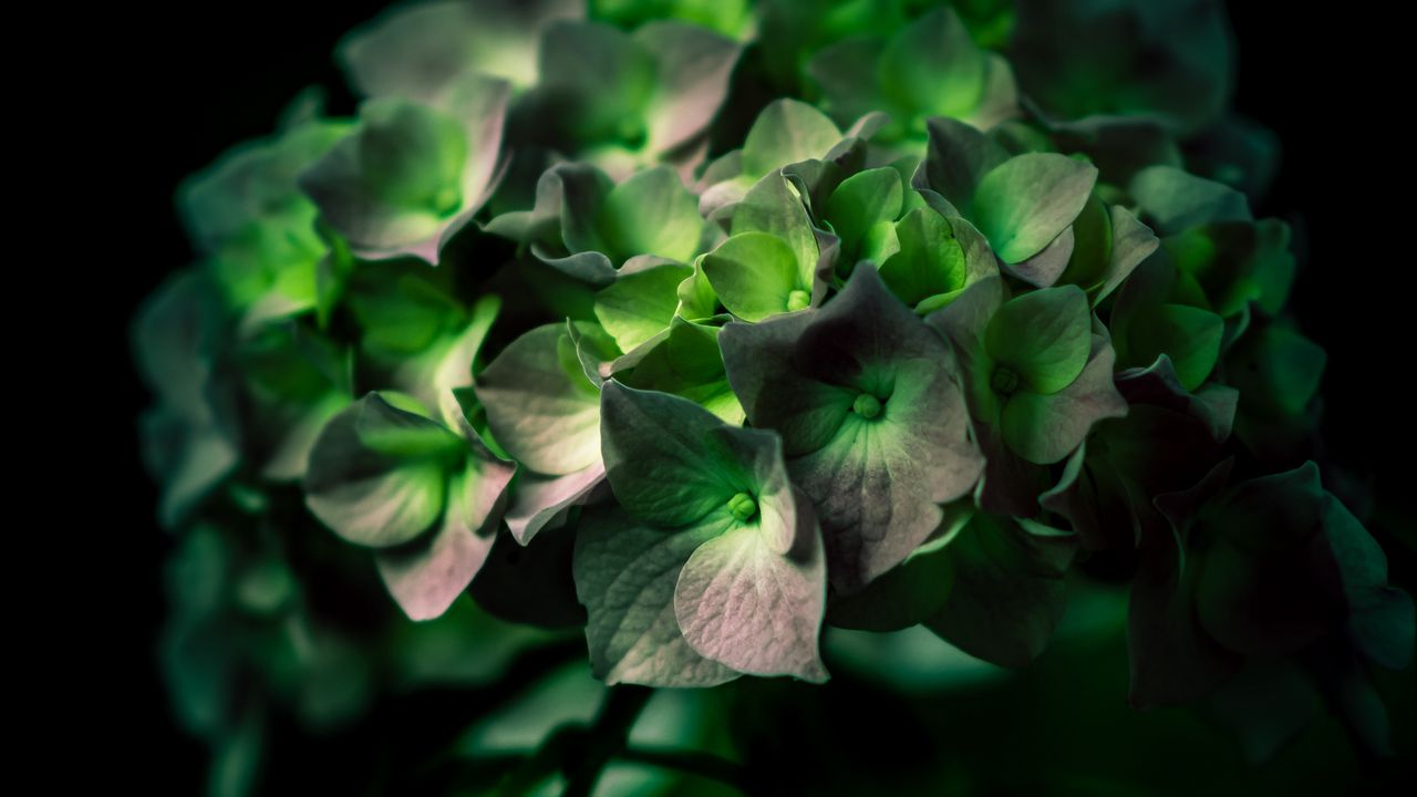 Wallpaper hydrangea, green, flower, close-up