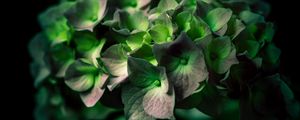 Preview wallpaper hydrangea, green, flower, close-up