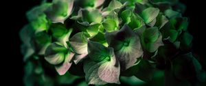 Preview wallpaper hydrangea, green, flower, close-up