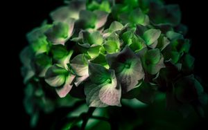 Preview wallpaper hydrangea, green, flower, close-up