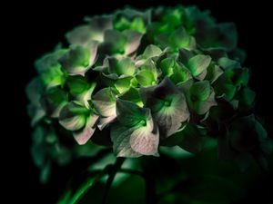 Preview wallpaper hydrangea, green, flower, close-up