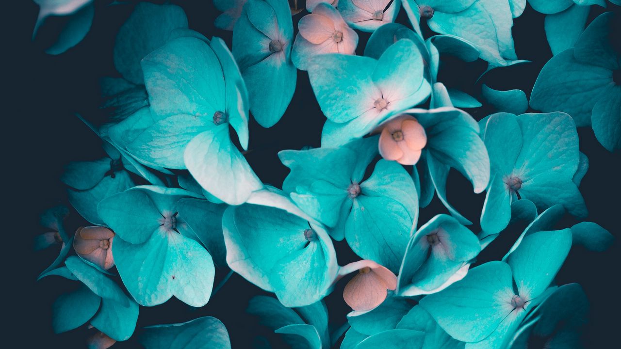 Wallpaper hydrangea, inflorescence, blue, petals