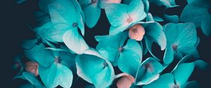 Preview wallpaper hydrangea, inflorescence, blue, petals