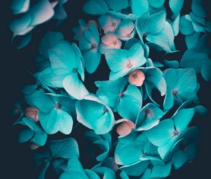 Preview wallpaper hydrangea, inflorescence, blue, petals
