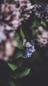 Preview wallpaper hydrangea, inflorescence, blur, bush, bloom
