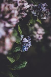 Preview wallpaper hydrangea, inflorescence, blur, bush, bloom