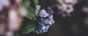 Preview wallpaper hydrangea, inflorescence, blur, bush, bloom