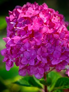 Preview wallpaper hydrangea, inflorescence, flower, petals, pink