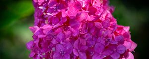 Preview wallpaper hydrangea, inflorescence, flower, petals, pink