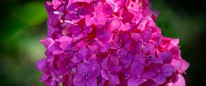 Preview wallpaper hydrangea, inflorescence, flower, petals, pink