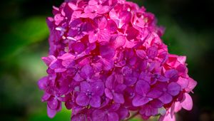 Preview wallpaper hydrangea, inflorescence, flower, petals, pink