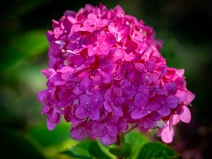 Preview wallpaper hydrangea, inflorescence, flower, petals, pink