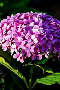 Preview wallpaper hydrangea, inflorescence, flower, petals, pink, shadows