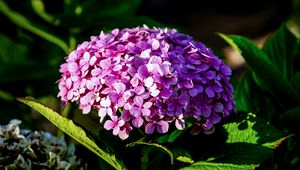 Preview wallpaper hydrangea, inflorescence, flower, petals, pink, shadows