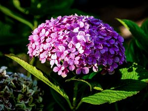 Preview wallpaper hydrangea, inflorescence, flower, petals, pink, shadows