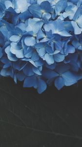 Preview wallpaper hydrangea, inflorescence, flowering, blue