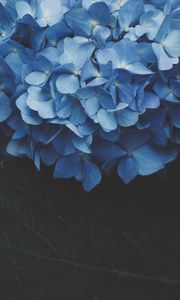 Preview wallpaper hydrangea, inflorescence, flowering, blue