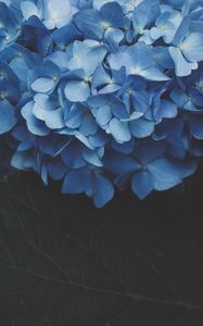 Preview wallpaper hydrangea, inflorescence, flowering, blue