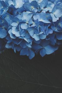 Preview wallpaper hydrangea, inflorescence, flowering, blue