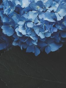 Preview wallpaper hydrangea, inflorescence, flowering, blue