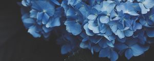 Preview wallpaper hydrangea, inflorescence, flowering, blue