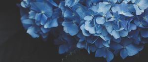 Preview wallpaper hydrangea, inflorescence, flowering, blue